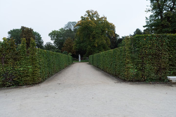 a hedge in the garden