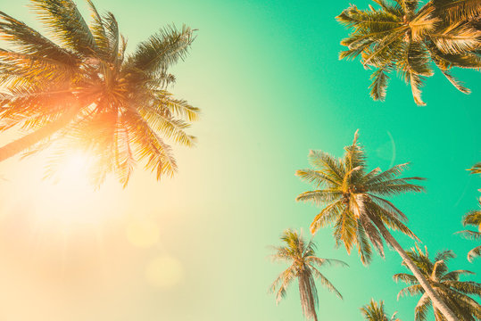 Vintage Coconut Palm tree.