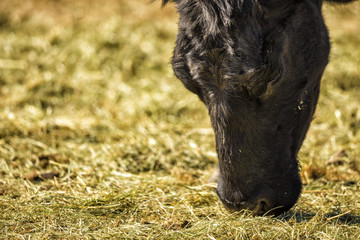 Cow grazing on short grass