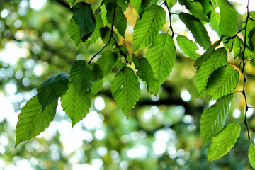 Fototapeta premium Hainbuche im Sonnenlicht