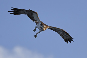 Osprey (Pandion haliaetus)