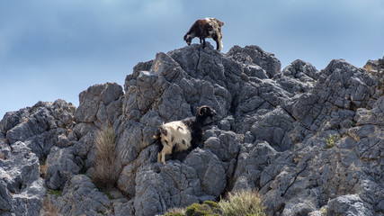 Kozy na skałach, Kreta, Grecja © TOP67
