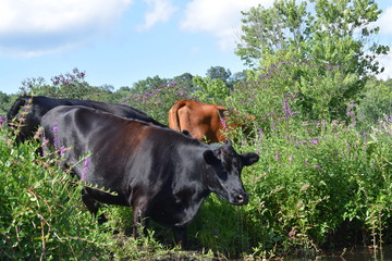 Fototapeta premium Thirsty Cows