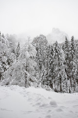 paesaggio invernale in Val Canali, nel parco naturale di Paneveggio - Trentino