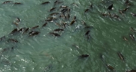 1833 FIsh Feeding Frenzy, 4K