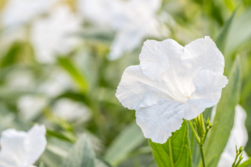 Obraz premium White flowers, ruellias, wild petunias.