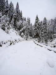 paesaggio invernale in Val Canali, nel parco naturale di Paneveggio - Trentino