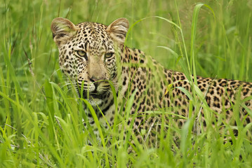 African Leopard, Panthera pardus, predator, Kruger National Park, South Africa