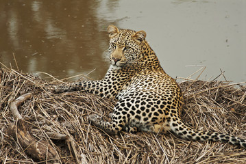 African Leopard, Panthera pardus, feline,  predator, big cat, Kruger National Park, South Africa