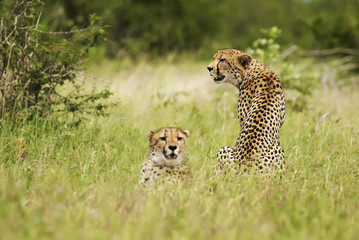 Cheetah, Acinonyx jubatus, wet season, Kruger National Park, South Africa
