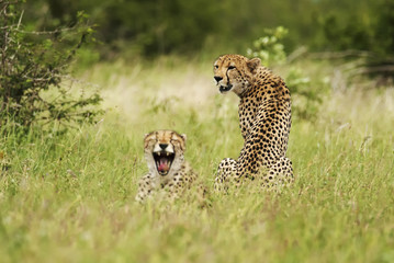 Cheetah, Acinonyx jubatus, wet season, Kruger National Park, South Africa