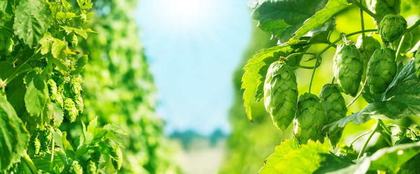 Hopfen, Hopfenfeld, blauer Himmel und Sonne, Banner