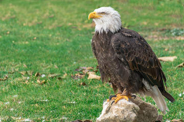Adult bald eagle Haliaeetus leucocephalus stands on a stone, resting and waiting for his prey
