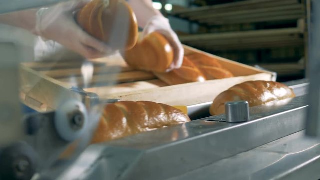 Long loaves of bread are put on the conveyor to be packed.