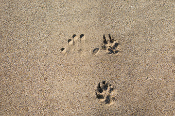 traces of paws and hands on the sand on the waterfront. canine footprints. dog tracks