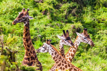 Obraz premium Giraffe. Ngorongoro Crater Conservation Area. Tanzania.