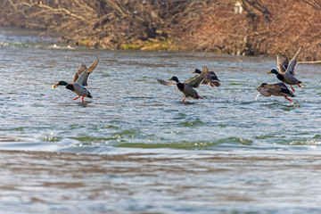 duck wild on the lake