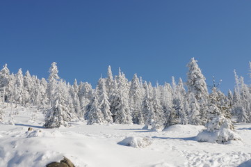 Winter Landscape Harz National Park