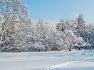 winter landscape snow on on tree branches, blue sky
