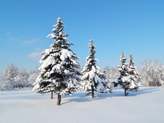 Obraz premium winter landscape snow on on tree branches, blue sky