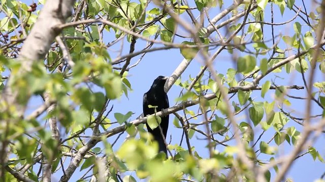 Asian koel; Eudynamys scolopaceus on tree in the forest of Thailand.