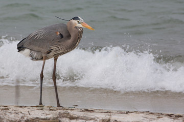 Blue Heron (Ardea berodias)