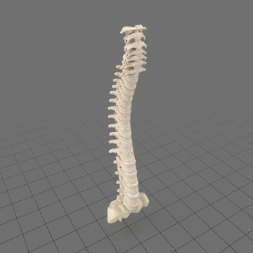 Stylized spinal column