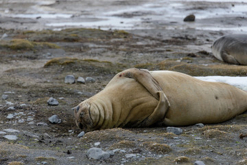 Elephant seal on beach