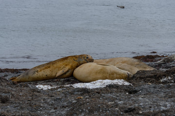 Two elephant seals on beach