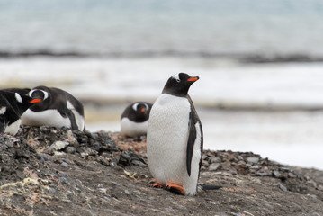 Naklejka premium Gentoo penguin on beach