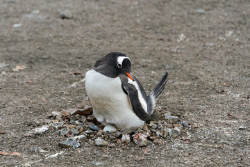 Fototapeta premium Gentoo penguin with egg in nest