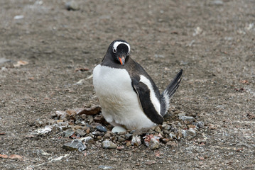 Gentoo penguin with egg in nest