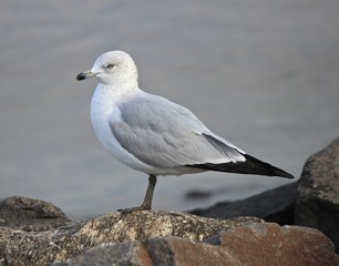 Fototapeta premium Contemplative Seagull