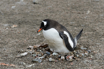 Naklejka premium Gentoo penguin with egg in nest
