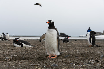 Obraz premium Gentoo penguin on beach