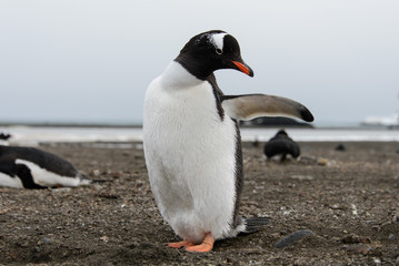 Gentoo penguin on beach