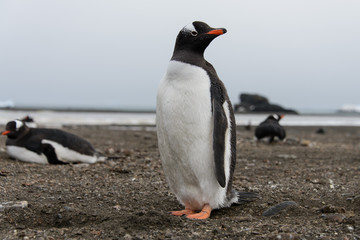 Fototapeta premium Gentoo penguin on beach