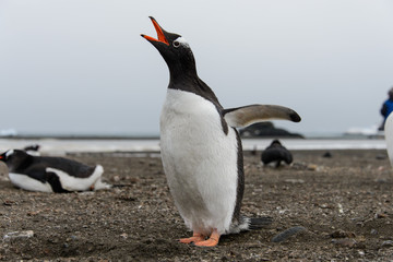 Gentoo penguin on beach