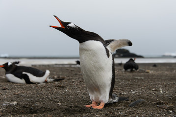 Naklejka premium Gentoo penguin on beach