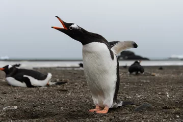 Crédence de cuisine en verre imprimé Pingouin Gentoo penguin on beach