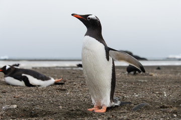 Gentoo penguin on beach