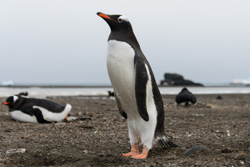 Gentoo penguin on beach