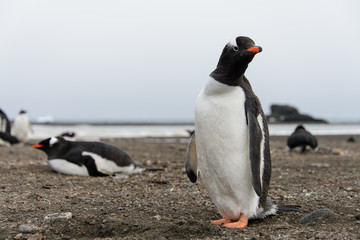 Gentoo penguin on beach