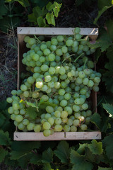 Grapes in a box