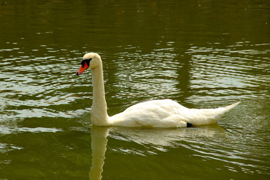 Floating white swan on the lake