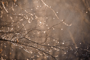 Rain drops on tree brunches in autumn season