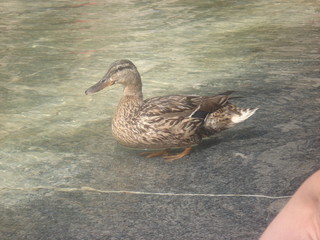 ducky2