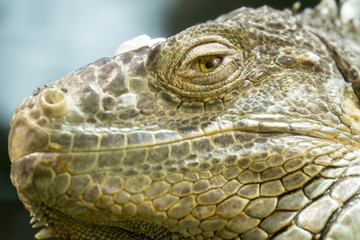 Grünerleguan