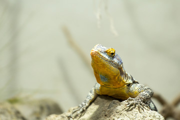 Felsenleguan