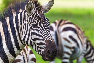 Naklejka premium Wild zebra at Ngorongro Crater Conservation area. Tanzania.